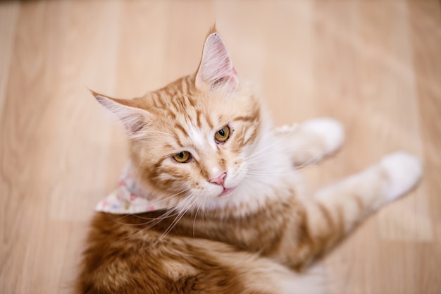 黄色い目と長いひげを持つかわいいトラ猫 美しい猫のクローズアップの肖像画 家でリラックスした飼い猫 プレミアム写真