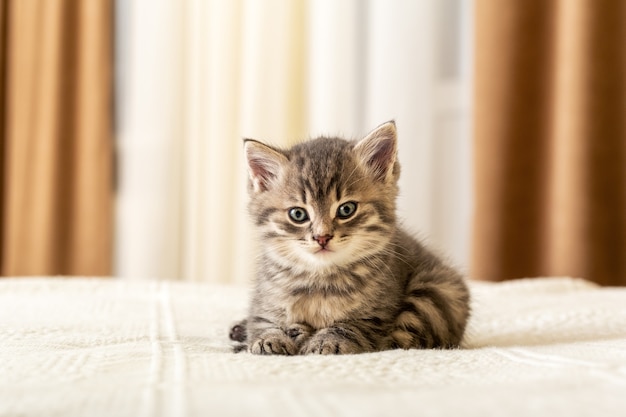 かわいいぶち子猫は家で白い格子縞の上に横たわっています 生まれたばかりの子猫 赤ちゃん 猫 子供の動物と猫のコンセプト 家畜 ホームペット 居心地の良い家猫 子猫 プレミアム写真