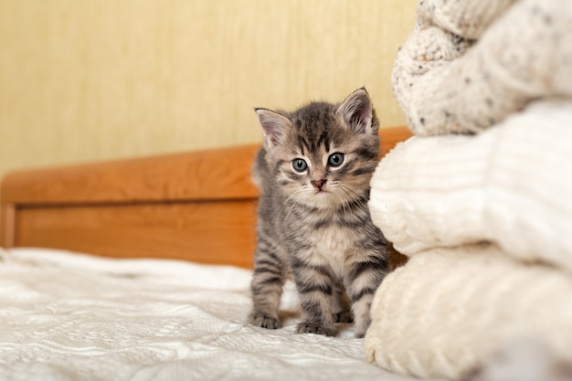 Premium Photo Cute Tabby Kitten Stand Near Bunch Knitted Warm Sweaters Folded In Stack Newborn Kitten Baby Cat