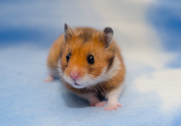 cute syrian hamster