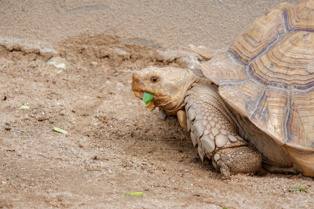 Premium Photo | A cute turtle pet in animal zoo