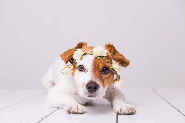 白い花の冠をかぶったかわいい白と茶色の小型犬 プレミアム写真