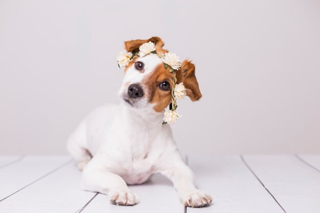 白い花の冠をかぶったかわいい白と茶色の小型犬 プレミアム写真