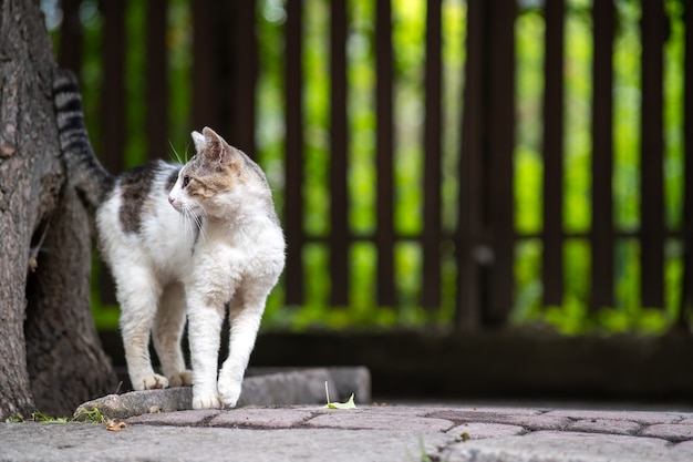 夏の通りに屋外に立っているかわいい白と灰色の猫 プレミアム写真