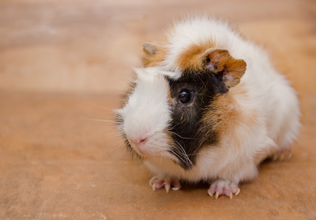 albino abyssinian guinea pig