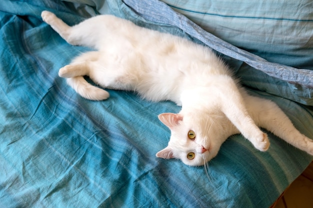 ベッドで横になっているかわいい白猫 ふわふわペットストレッチ ベッドの上でストレッチかわいい子猫 プレミアム写真