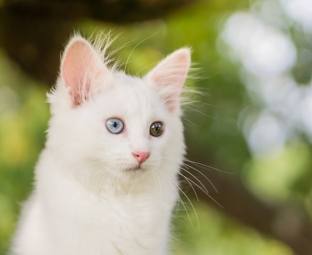 Premium Photo Cute White Cat On A Tree