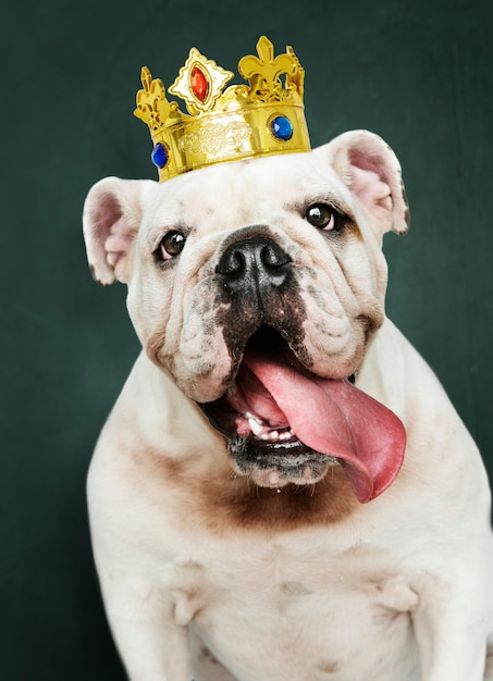 古典的な赤いベルベットとゴールドの王冠のかわいい白い英語ブルドッグ子犬 無料の写真