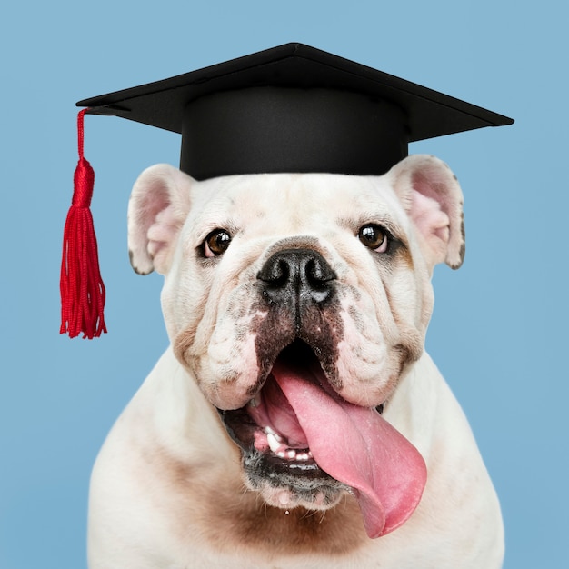 卒業の帽子でかわいい白い英語ブルドッグ子犬 無料の写真