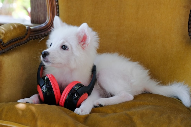 Premium Photo Cute White Japanese Spitz Dog With Red And Black Headphones On The Brown Chair