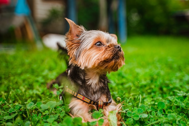 かわいいヨークシャーテリア犬は晴れた夏の日に庭を歩きます プレミアム写真