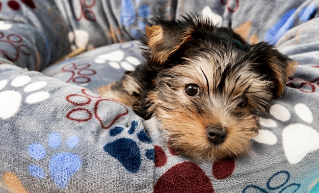 彼のベッドでリラックスしたかわいいヨークシャーテリアの子犬 プレミアム写真
