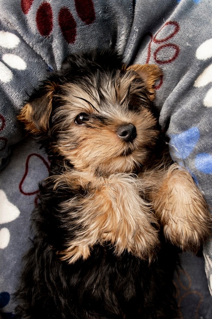 彼のベッドで休んでかわいいヨークシャーテリア子犬 無料の写真