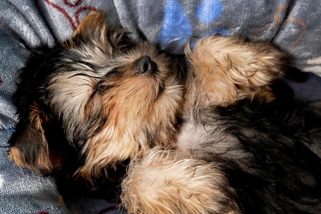 彼のベッドで寝ているかわいいヨークシャーテリア子犬 無料の写真
