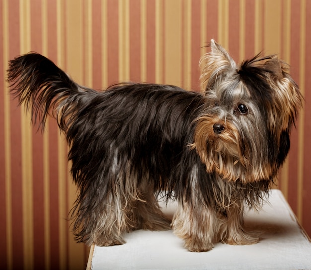 Cute yorkshire terrier puppy | Premium Photo