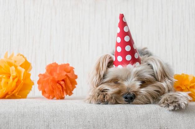 Premium Photo Cute Yorkshire Terrier Yorkie Dog In Red Party Hat