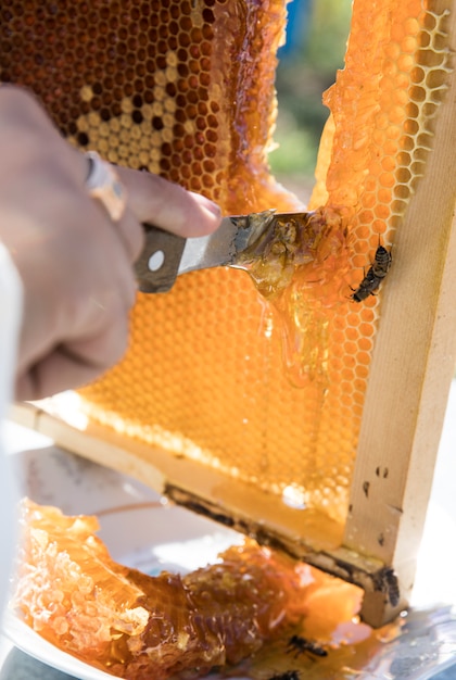 Free Photo | Cutting honey from the bee hive