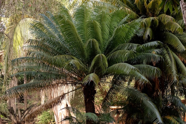 Premium Photo | Cycad plant tree of the order cycadales