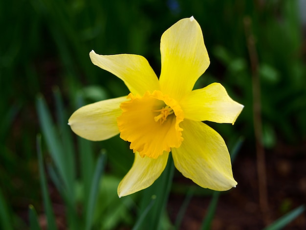 Premium Photo | Daffodil close up in the spring.