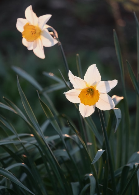 Narcissus Tazetta Images Free Vectors Stock Photos Psd