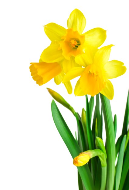 Premium Photo | Daffodils in green grass over white