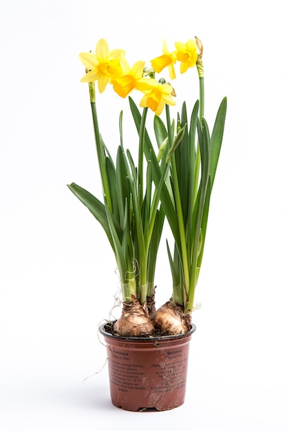 Premium Photo | Daffodils growing from bulbs in a pot