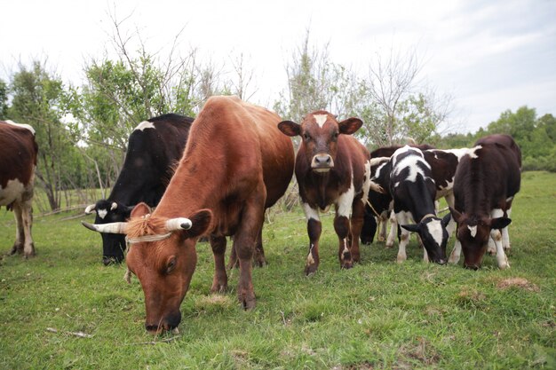 Dairy cows graze on pasture, feeding cattle | Premium Photo