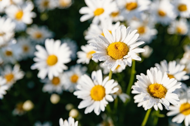 ヒナギク カモミール 白い花びらを持つ多くの花 プレミアム写真