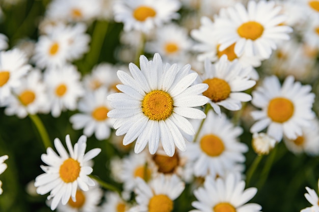 ヒナギク カモミール 白い花びらを持つ多くの花 プレミアム写真