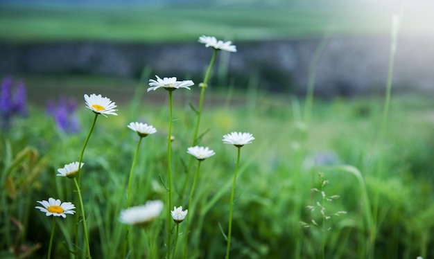 Premium Photo Daisies On The Field In Spring