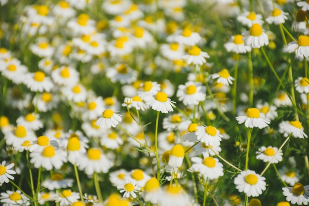 Daisy flower growing on field | Free Photo