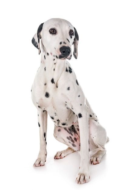 Premium Photo | Dalmatian in studio