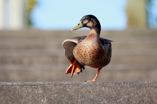 Free Photo Dancing Duck