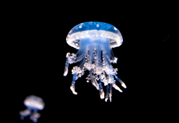 Premium Photo | Dancing jellyfish in the depths of the sea