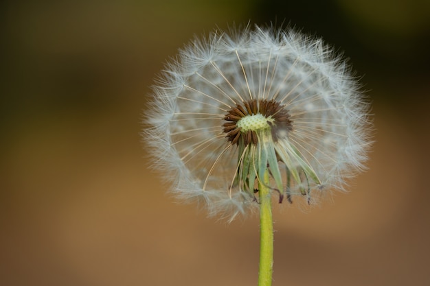 Premium Photo | Dandelion flower on brown background