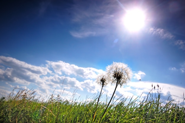 Dandelions in the meadow on a sunny day Free Photo