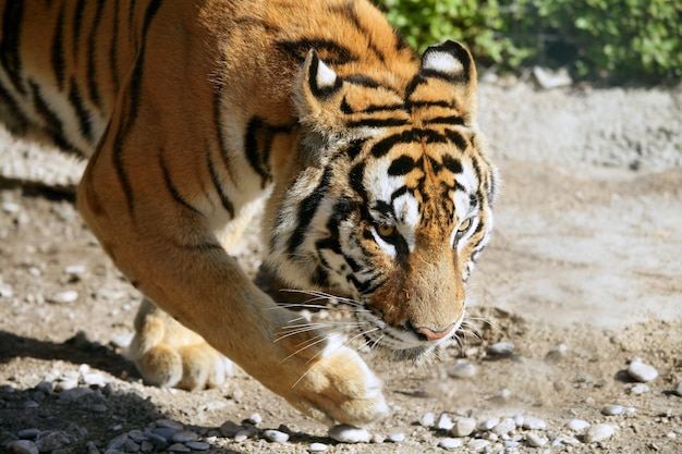 Premium Photo | Dangerous bengal tiguer