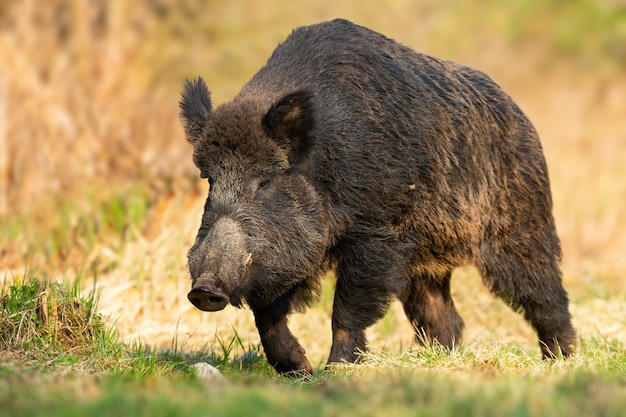 Premium Photo | Dangerous wild boar approaching from front on glade in ...