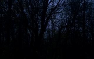 暗い森の木 無料の写真