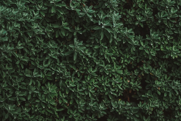 Premium Photo | Dark green bush with small leaves texture background ...