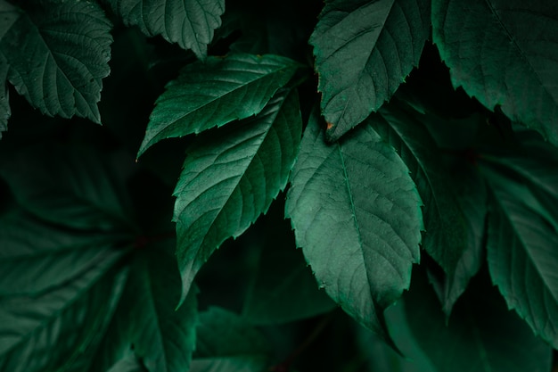 Premium Photo | Dark green foliage leaf background