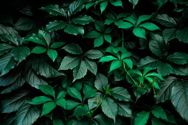 Premium Photo | Dark green foliage leaf background