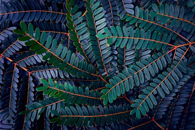 Premium Photo | Dark green leaf texture background