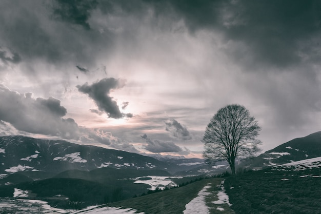 Free Photo Dark Landscape With A Tree