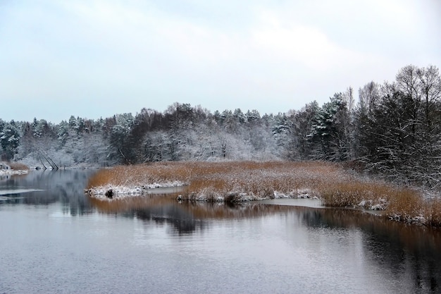 Premium Photo | Dark myst winter forest on the river bank and dried ...