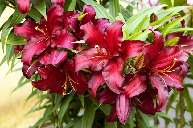 Premium Photo | Dark red lilies of avinger bloom in the summer garden ...