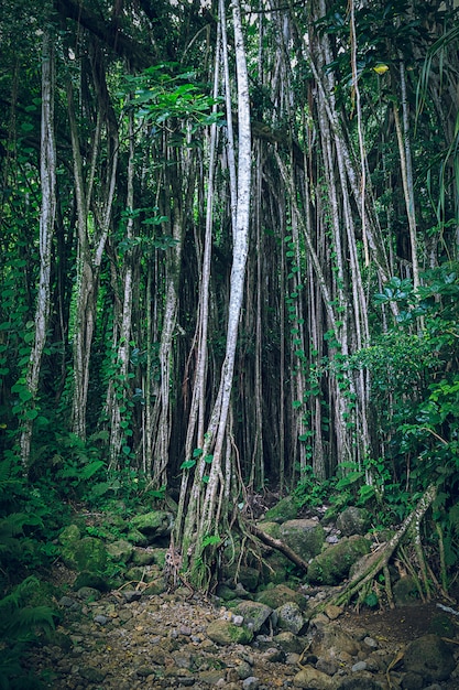 つる植物と細い木の幹がある暗い熱帯のハワイの森 プレミアム写真