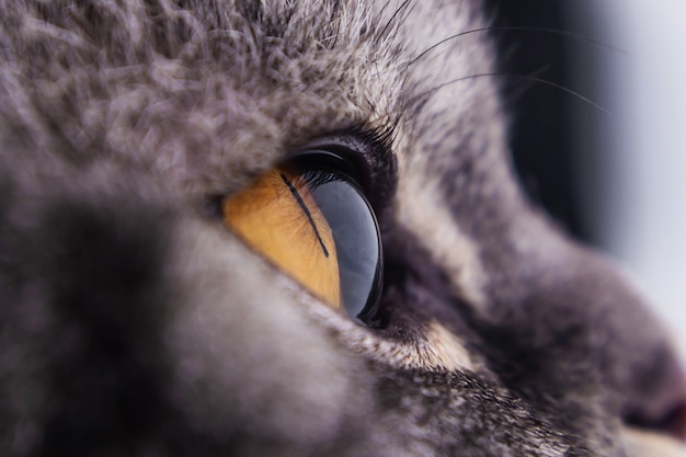 Dark yellow cat's eye close up. black striped cat series. Premium Photo