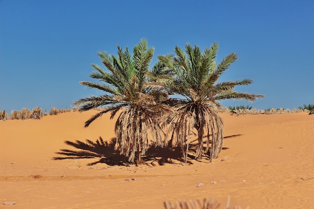 premium-photo-the-date-palm-tree-in-timimun-abandoned-city-in-sahara