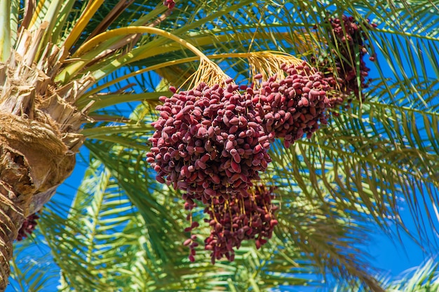 Date palm trees Premium Photo
